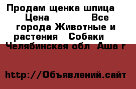 Продам щенка шпица.  › Цена ­ 15 000 - Все города Животные и растения » Собаки   . Челябинская обл.,Аша г.